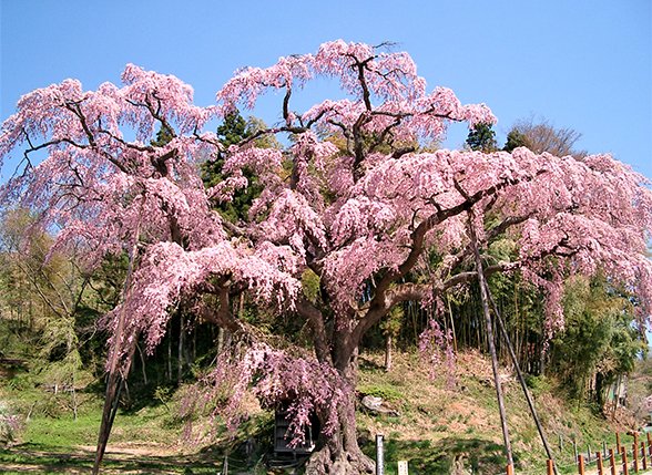 🌸 수명 연장 지장보살(엔메이 지조손) / 붉은 수양 지장 벚나무(베니시다레 지조자쿠라) 이미지 7